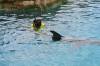 332 - 20150526 Cozumel Dolphinaris