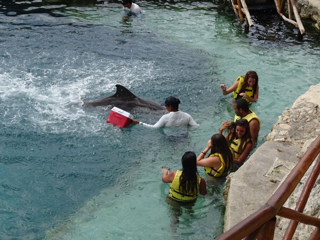 302 - 20150526 Cozumel Dolphinaris