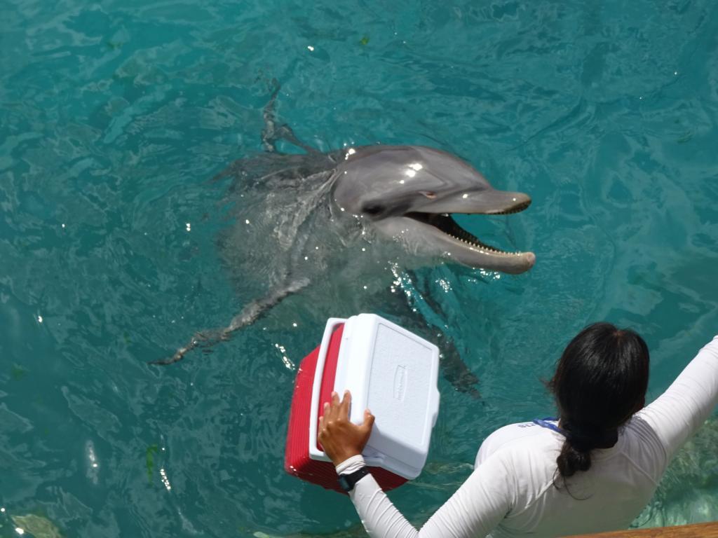 304 - 20150526 Cozumel Dolphinaris