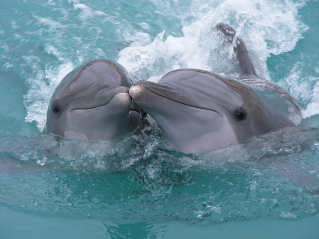 310 - 20150526 Cozumel Dolphinaris