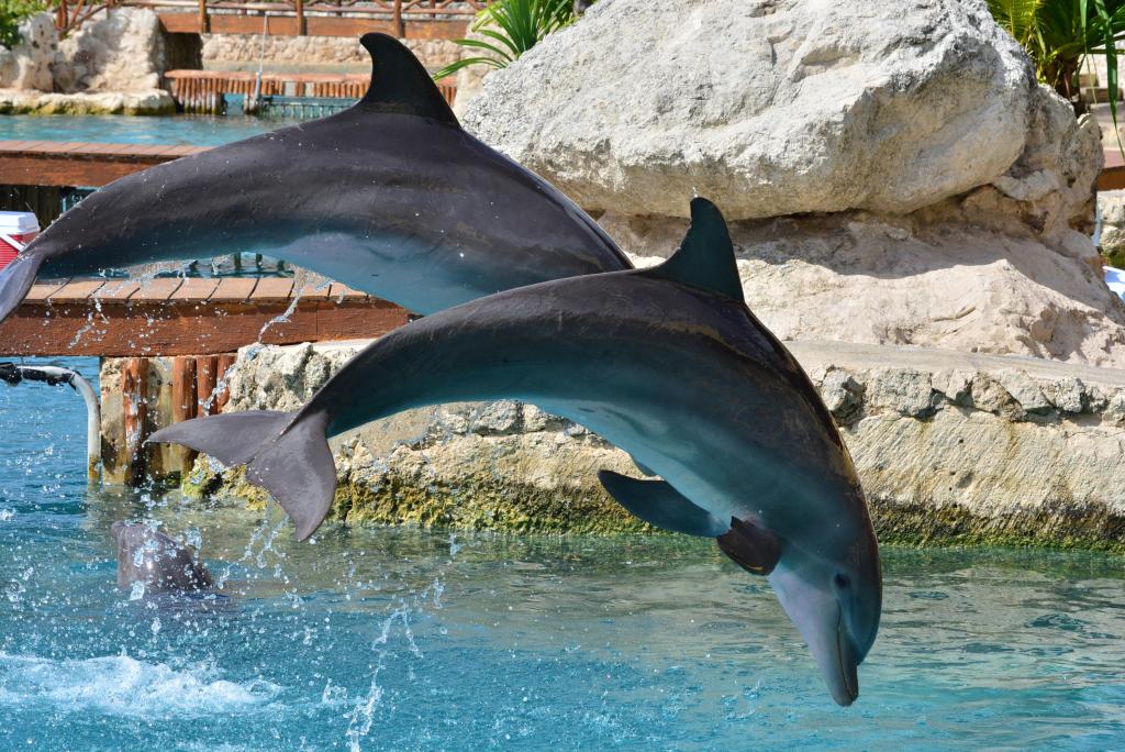 322 - 20150526 Cozumel Dolphinaris