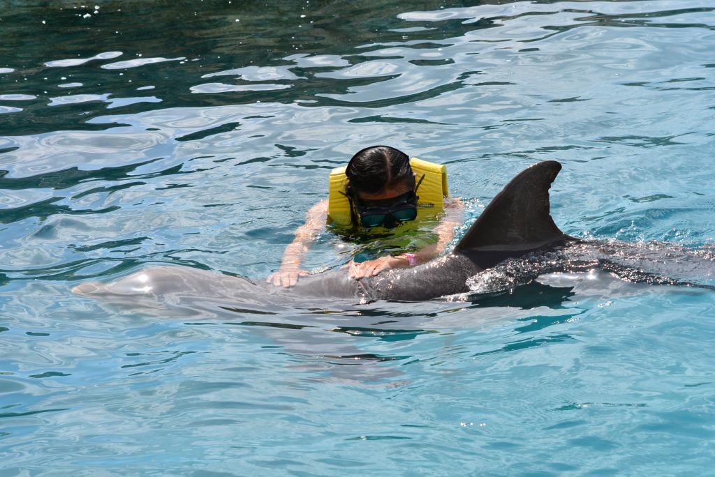 335 - 20150526 Cozumel Dolphinaris