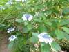429 - 20150610 Day09 Kyoto