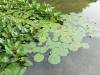 451 - 20150610 Day09 Kyoto