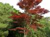 492 - 20150610 Day09 Kyoto