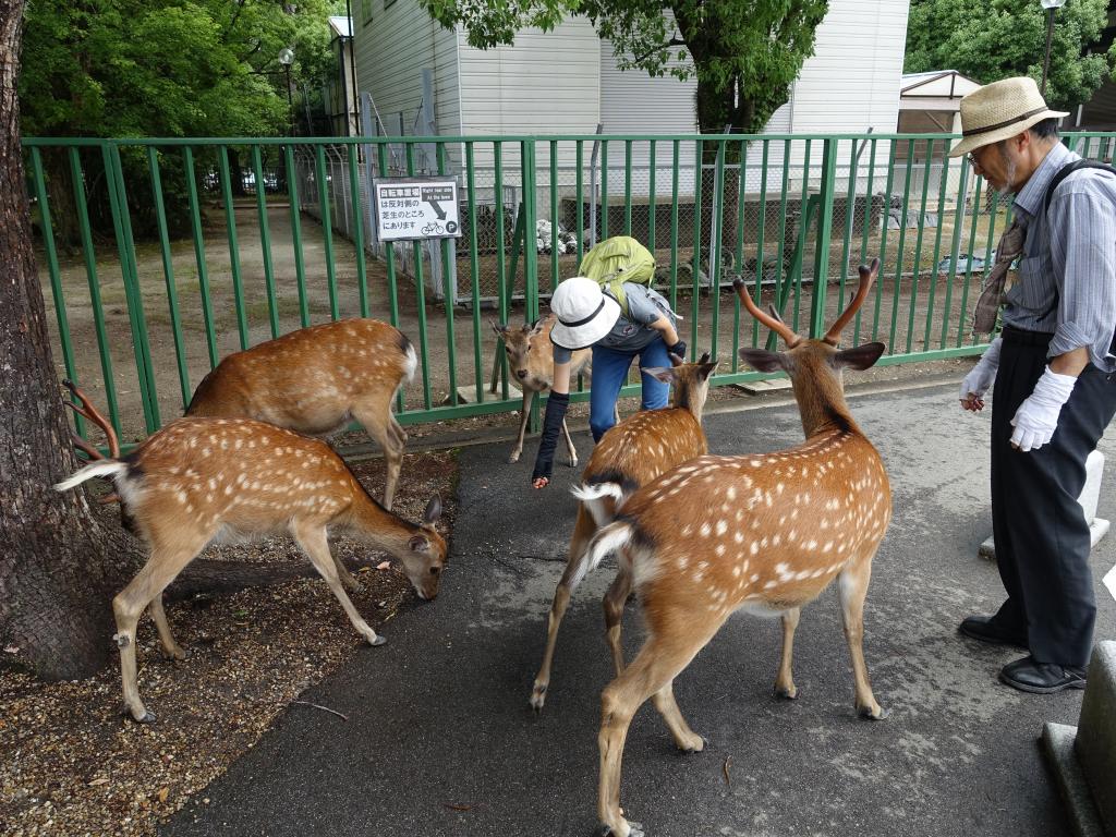 116 - 20150612 Day11 Nara