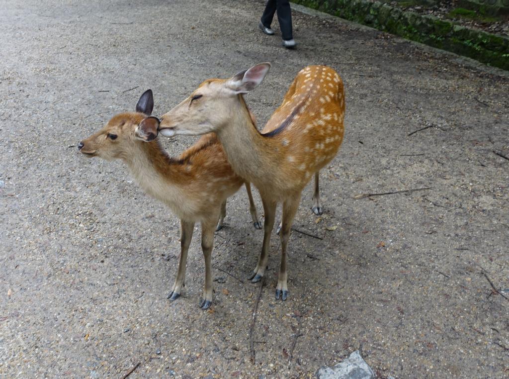 217 - 20150612 Day11 Nara