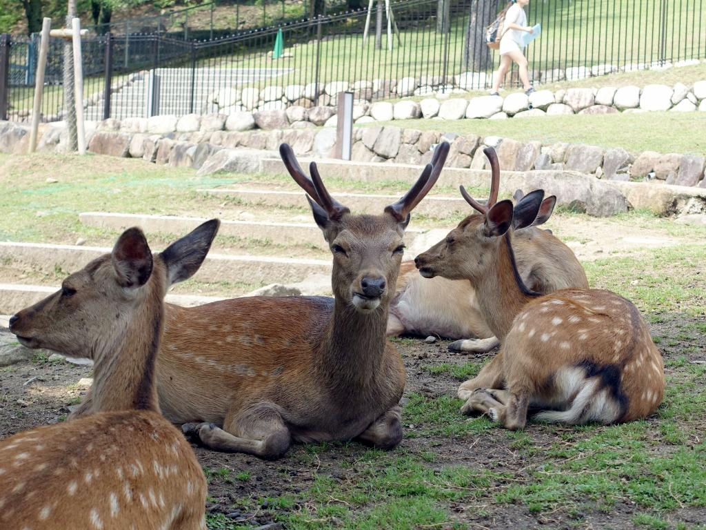 243 - 20150612 Day11 Nara