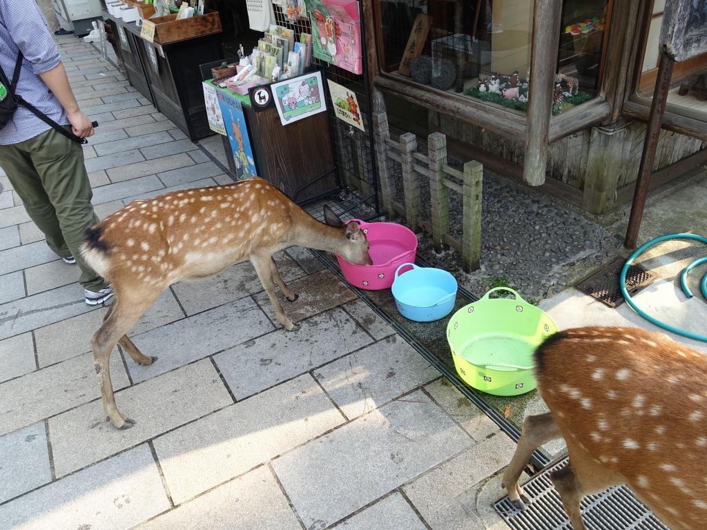 417 - 20150612 Day11 Nara