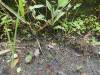 227 - 20150711 La Arenal Day2