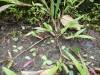 228 - 20150711 La Arenal Day2