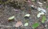 237 - 20150711 La Arenal Day2