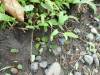 238 - 20150711 La Arenal Day2