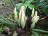 264 - 20150711 La Arenal Day2