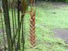 272 - 20150711 La Arenal Day2