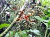 302 - 20150711 La Arenal Day2