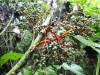 303 - 20150711 La Arenal Day2