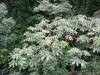 319 - 20150711 La Arenal Day2