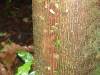 325 - 20150711 La Arenal Day2