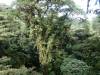 227 - 20150716 Monteverde Day2