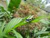 470 - 20150716 Monteverde Day2