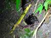 605 - 20150717 Monteverde Day3