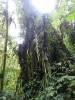 607 - 20150717 Monteverde Day3