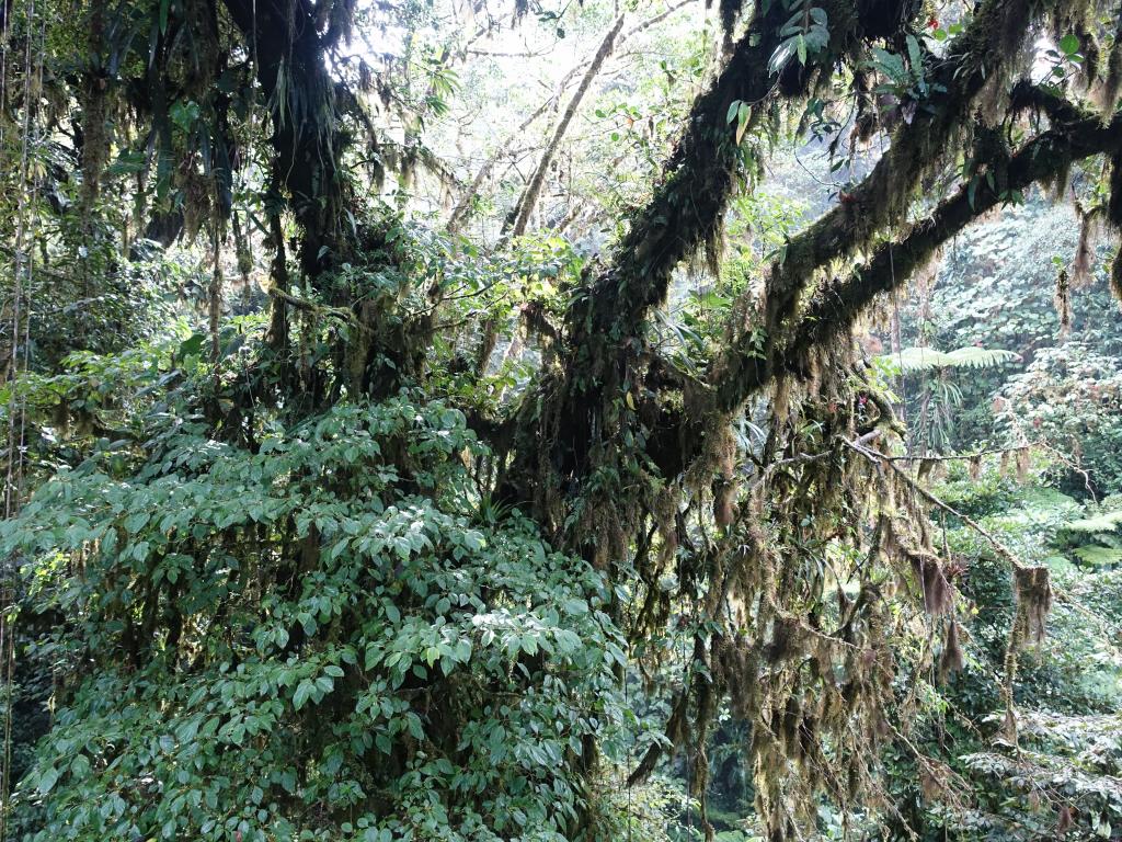 226 - 20150716 Monteverde Day2