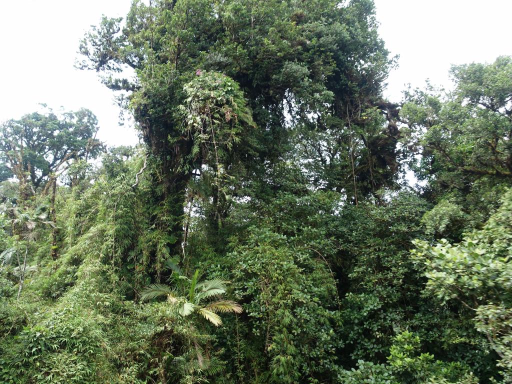 249 - 20150716 Monteverde Day2