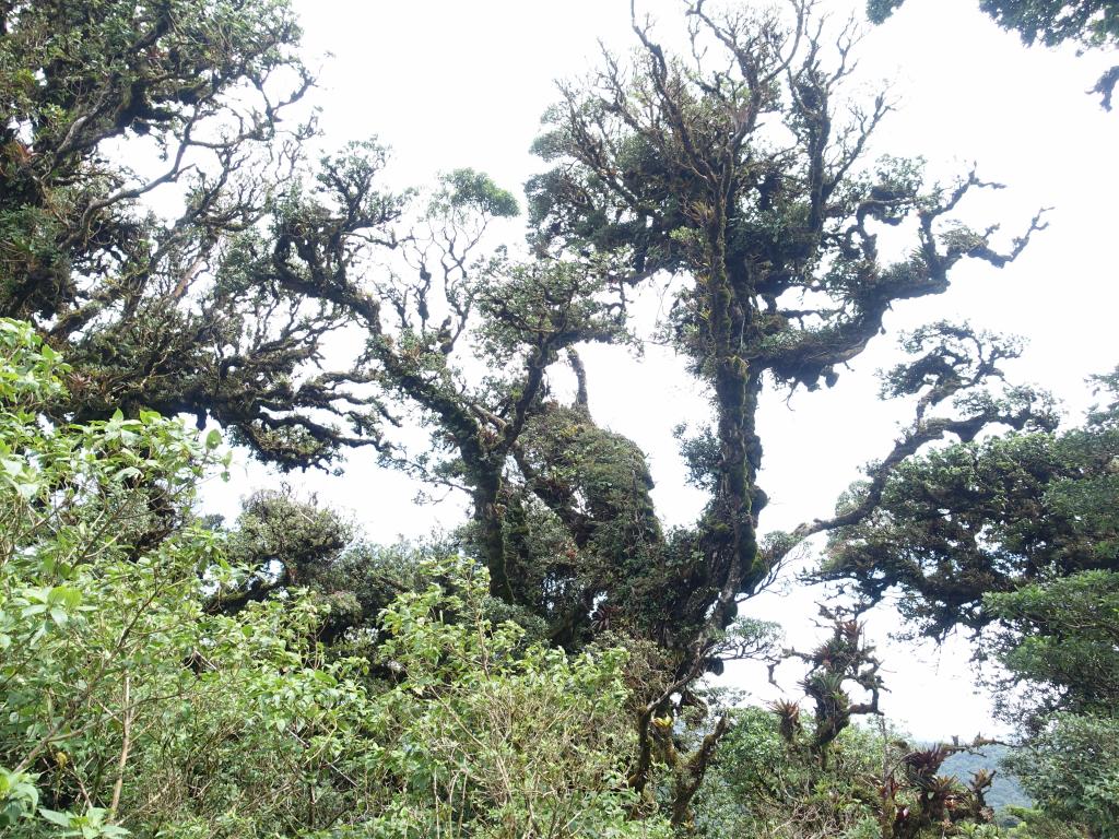 253 - 20150716 Monteverde Day2