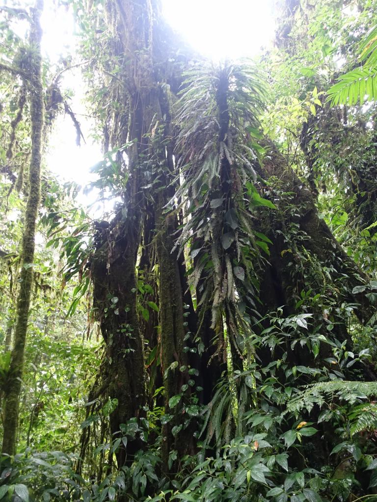 607 - 20150717 Monteverde Day3