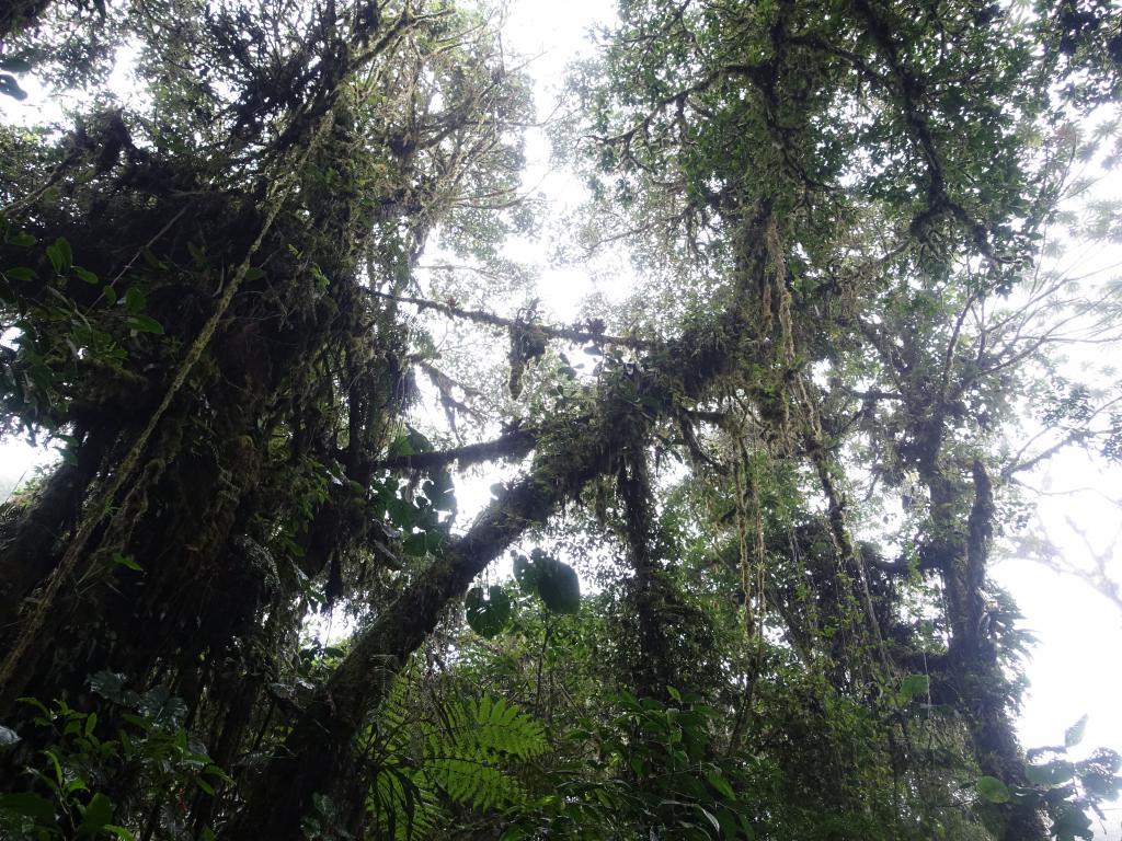 608 - 20150717 Monteverde Day3