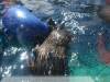 505 - Seattle Aquarium