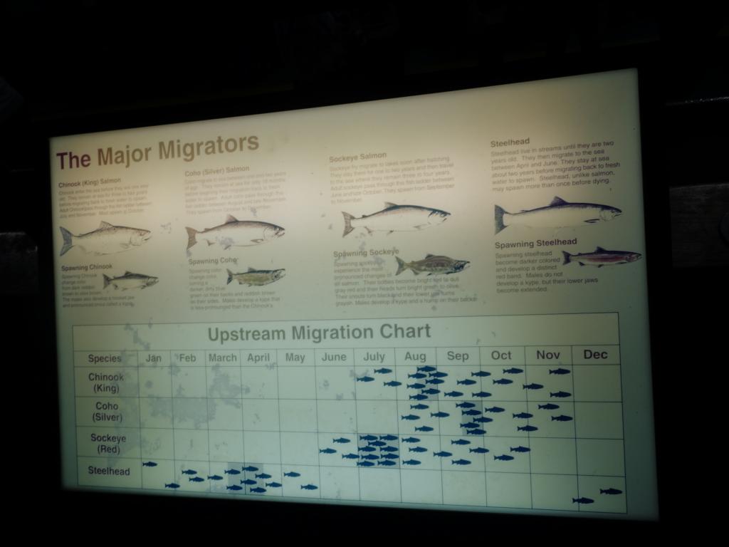 997 - Chittenden Locks