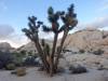 335 - Joshua Tree NP