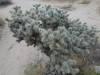 345 - Joshua Tree NP