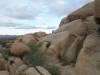 381 - Joshua Tree NP