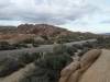 387 - Joshua Tree NP