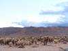 446 - Joshua Tree NP