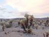 453 - Joshua Tree NP