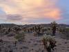 455 - Joshua Tree NP