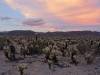 457 - Joshua Tree NP