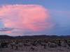 461 - Joshua Tree NP