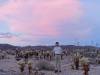 469 - Joshua Tree NP