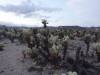 475 - Joshua Tree NP