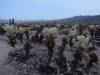 476 - Joshua Tree NP