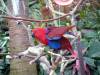 701 - 20160118 Vancouver Bloedel Floral Conservatory