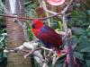 702 - 20160118 Vancouver Bloedel Floral Conservatory