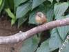 708 - 20160118 Vancouver Bloedel Floral Conservatory