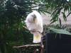 710 - 20160118 Vancouver Bloedel Floral Conservatory